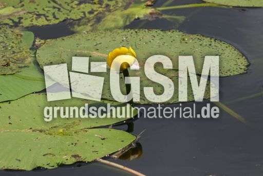 Gelbe-Teichrose_1129.jpg